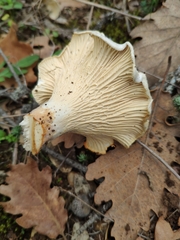 Cantharellus