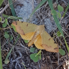 Ophiusa tirhaca