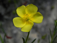 Fumana ericifolia
