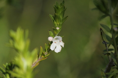 Prostanthera behriana