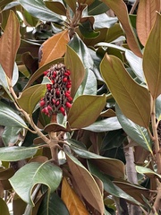 Magnolia
