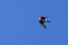Falco sparverius