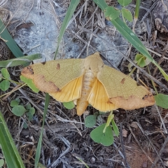 Ophiusa tirhaca
