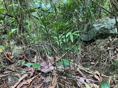 Leptochilus ellipticus