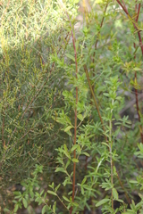 Prostanthera behriana