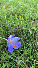 Crocus speciosus