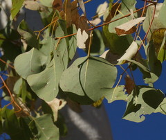 Eucalyptus platyphylla