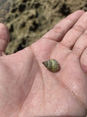 Cenchritis muricatus