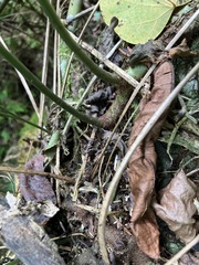 Leptochilus ellipticus