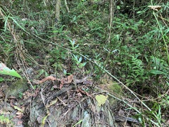 Leptochilus ellipticus