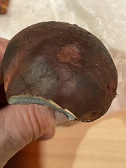 Boletus subvelutipes