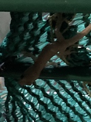 Hemidactylus frenatus