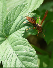 Polistes rothneyi