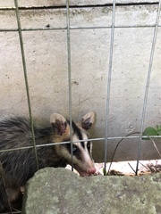 Didelphis albiventris