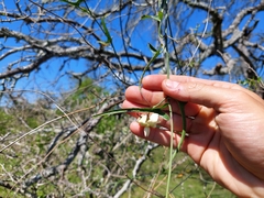 Araujia angustifolia