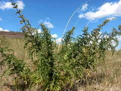 Urtica cannabina