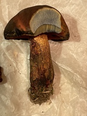 Boletus subvelutipes