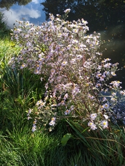 Symphyotrichum novi-belgii