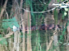 Trachemys venusta venusta