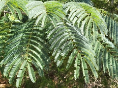 Albizia julibrissin