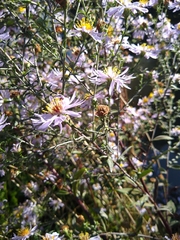 Symphyotrichum novi-belgii