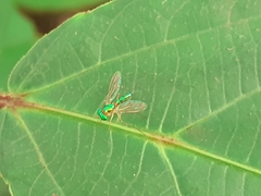 Chrysosoma