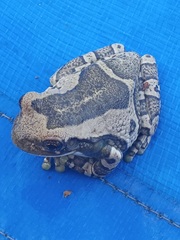 Trachycephalus typhonius