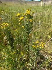 Galatella biflora
