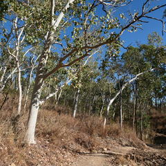 Eucalyptus platyphylla