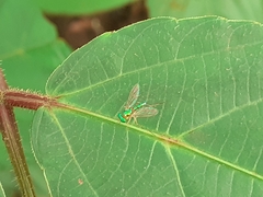 Chrysosoma