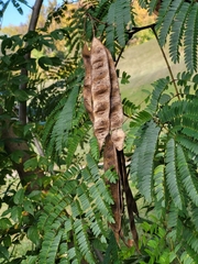 Albizia julibrissin
