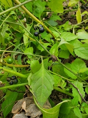 Solanum emulans