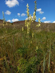 Aconitum barbatum