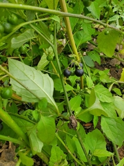 Solanum emulans