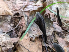 Hypomyces papulasporae