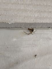Parasteatoda tepidariorum