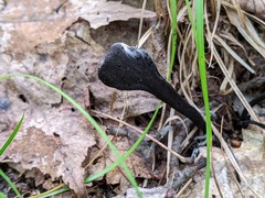 Hypomyces papulasporae