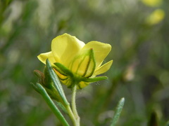 Fumana ericifolia
