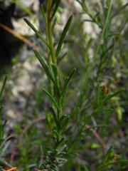 Fumana ericifolia
