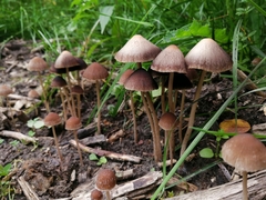 Psathyrella