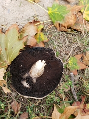 Agaricus bitorquis