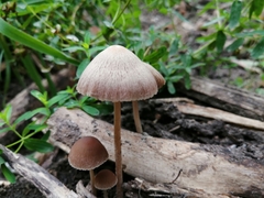Psathyrella