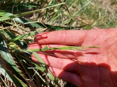 Bromus auleticus