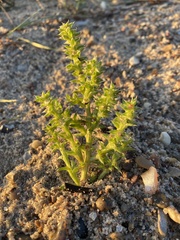 Salsola kali