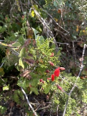 Malvaviscus arboreus drummondii
