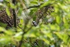 Parus minor commixtus