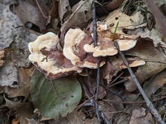 Hydnellum complicatum