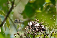 Parus minor commixtus