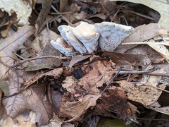 Hydnellum complicatum