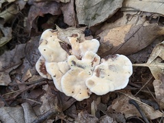 Hydnellum complicatum